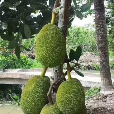 决胜21点 21 产品主图