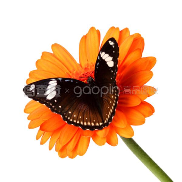 伟大的宽恕 产品图片