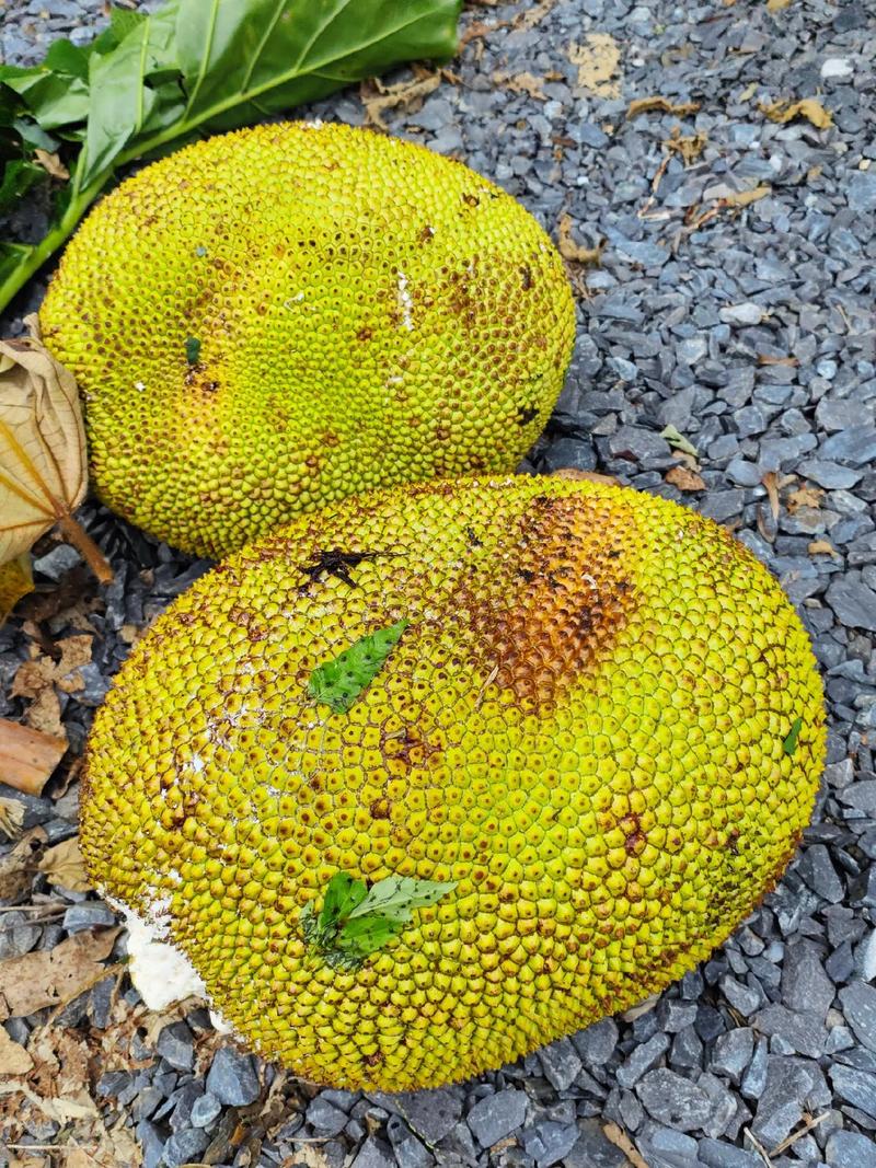 假结婚 产品图片