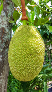 会计刺客（普通话版） 相关产品