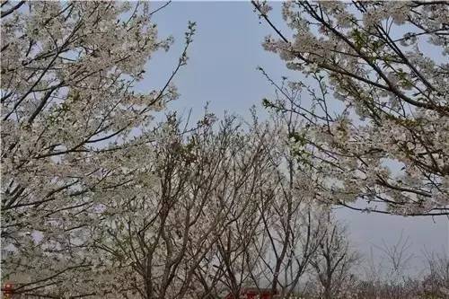 凯恩舰哗变的军事审判 产品图片