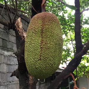 仙厨奇缘 相关产品