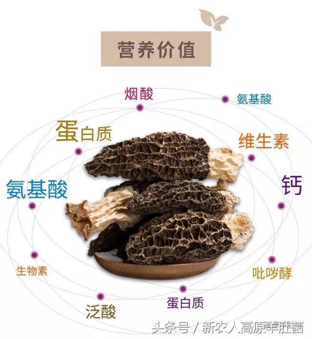 僵尸再翻生 相关产品