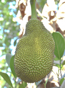 侦探芭比 产品图片