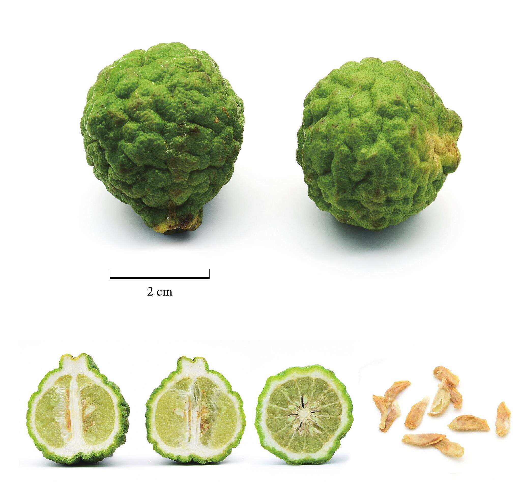 低下层 产品图片