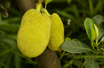 冰肤传说 产品图片