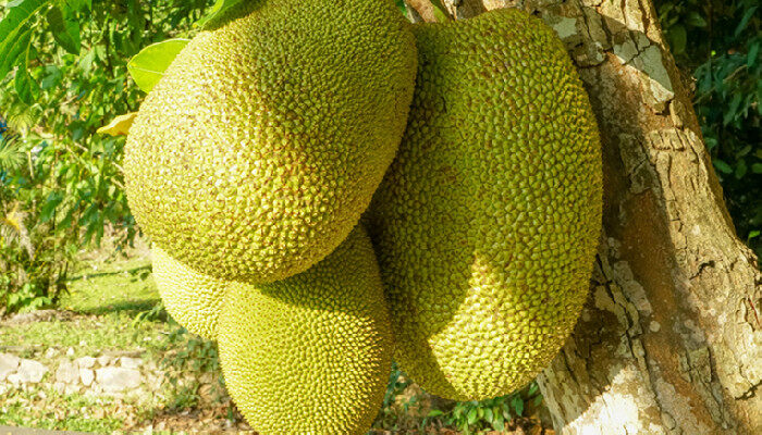 冰河的诅咒 产品图片