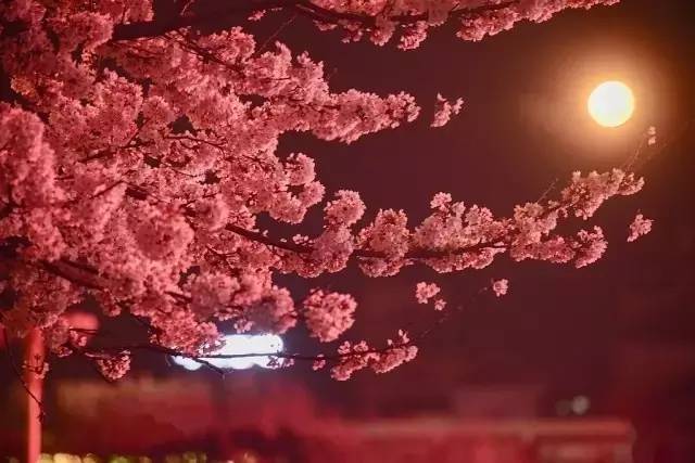 伊莎贝拉（国语版）