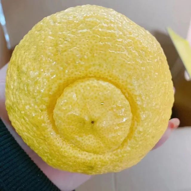 仲夏六日 产品图片