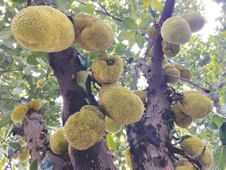 伪术奇才 相关产品