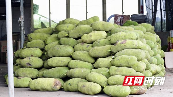 夏天的尾巴 视频封面