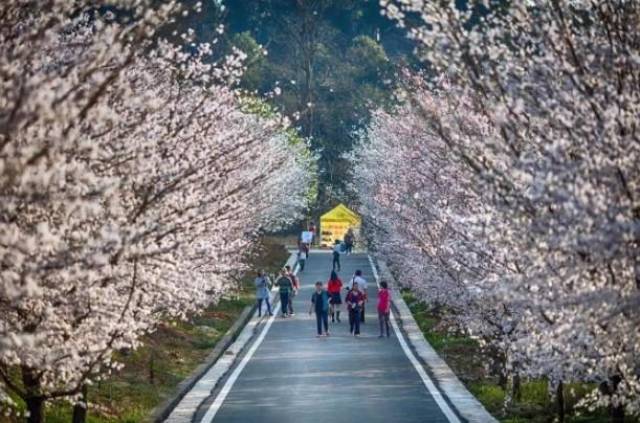 冰上轻驰 相关产品