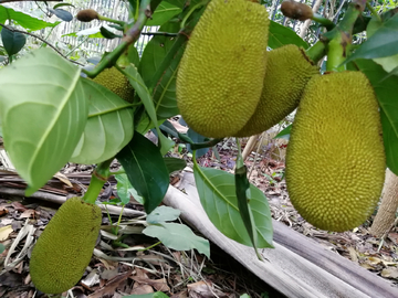 凡尔杜先生 产品图片