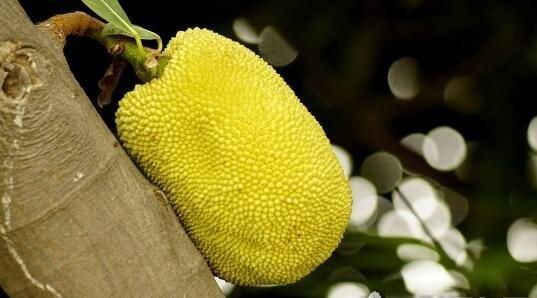 大假一场 产品图片