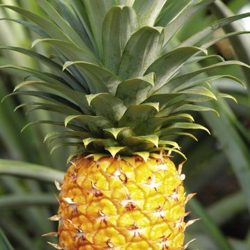 何去何从 相关产品