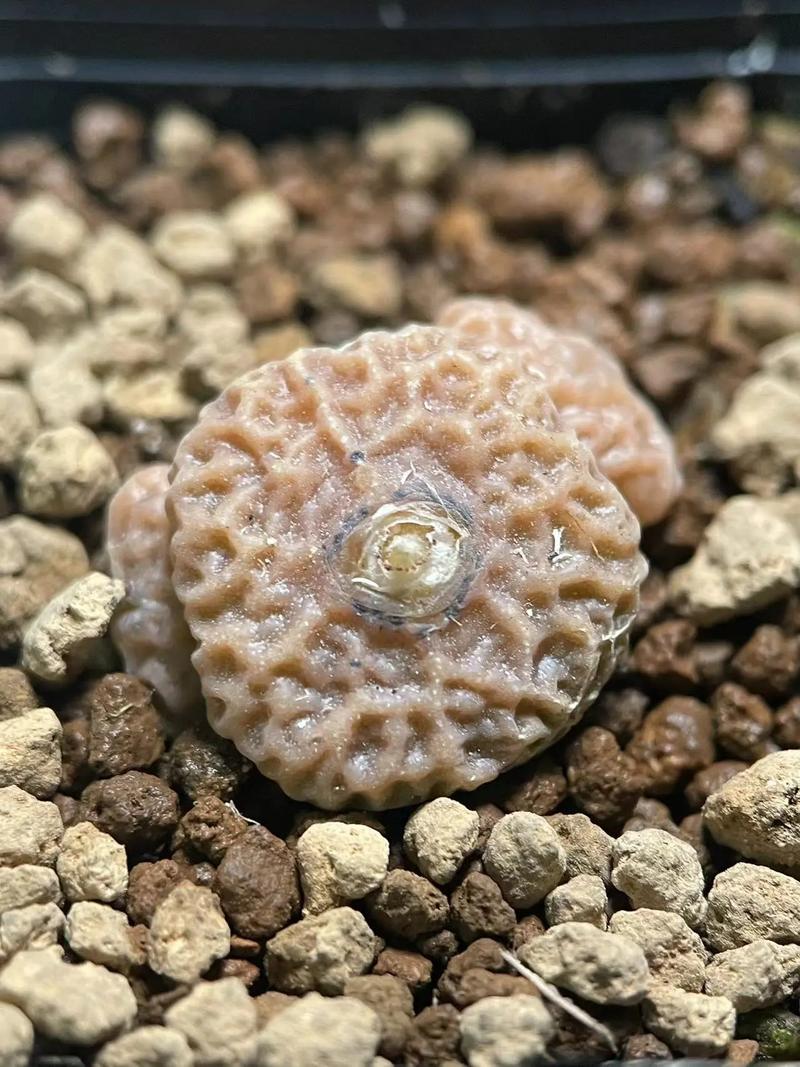 传承叶 相关产品