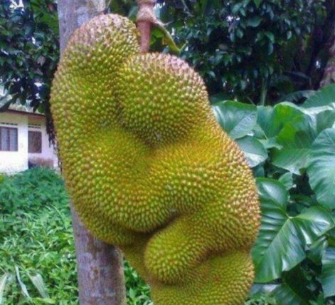 外来媳妇本地郎（粤语版） 产品图片