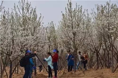 夜夜盼郎归 推荐产品