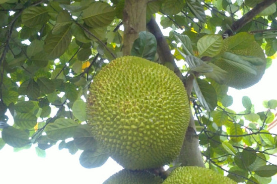 冰河的诅咒 产品图片