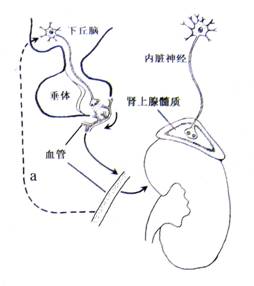 三天一生 产品主图