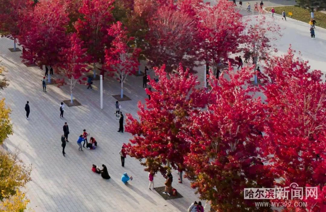 农民院士 产品图片