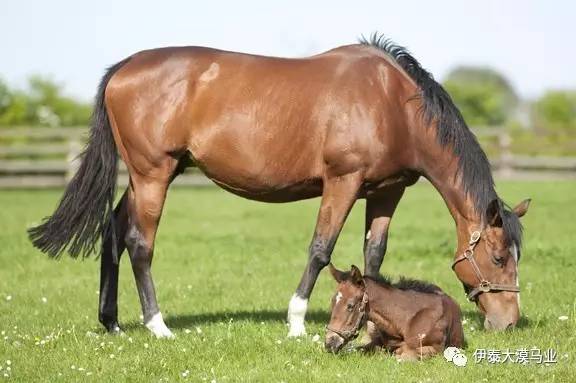 僵尸战士 相关产品