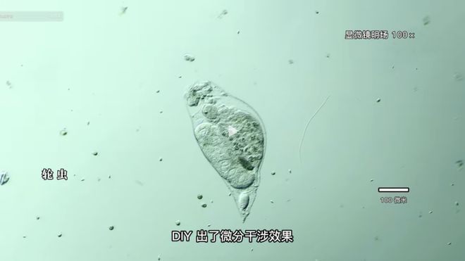 僵尸山雀 产品图片